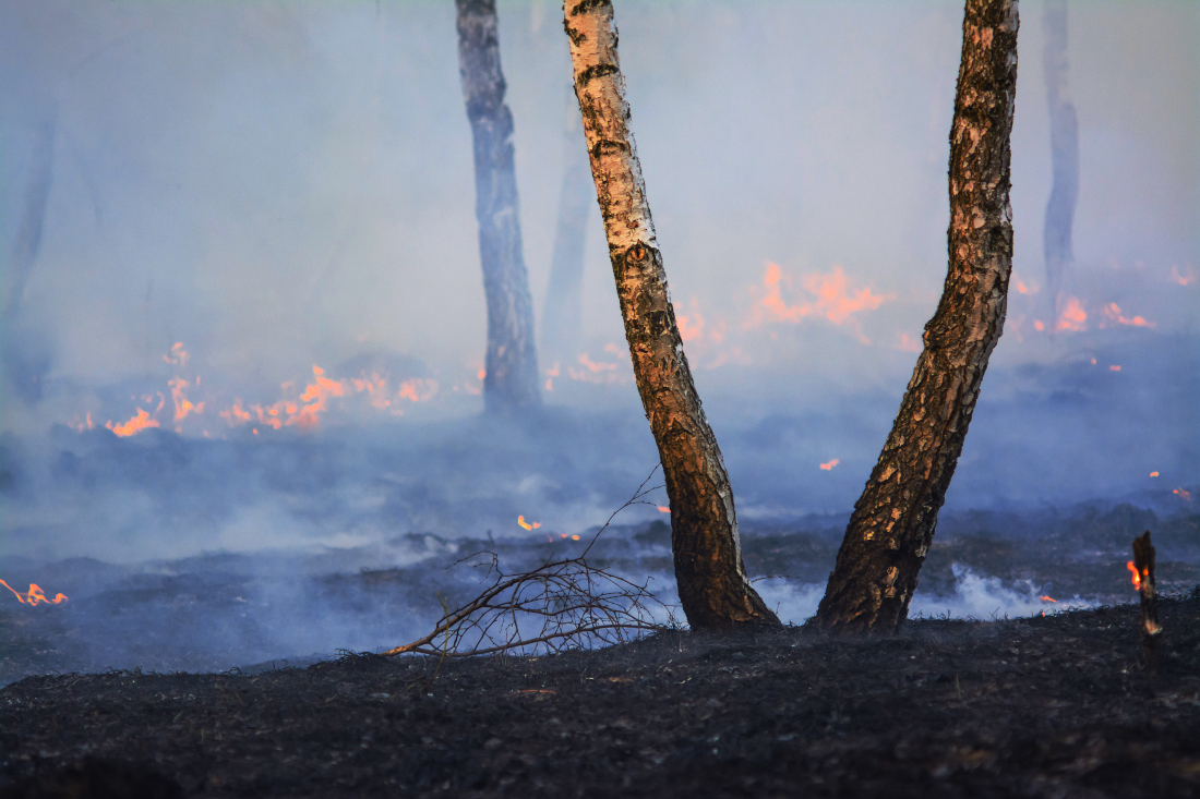 Two lonely birch trees in forest after forest fire